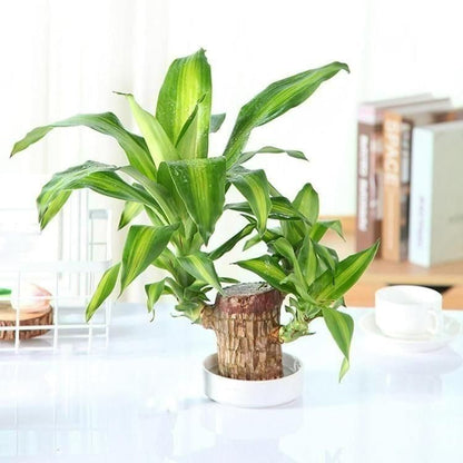 Trendhubs BD Brazilian Lucky Wood, Mini Home Plant Decorations