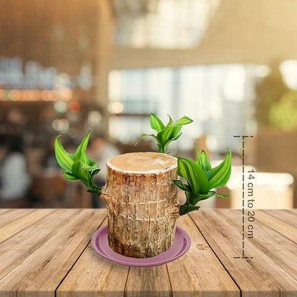Trendhubs BD Brazilian Lucky Wood, Mini Home Plant Decorations