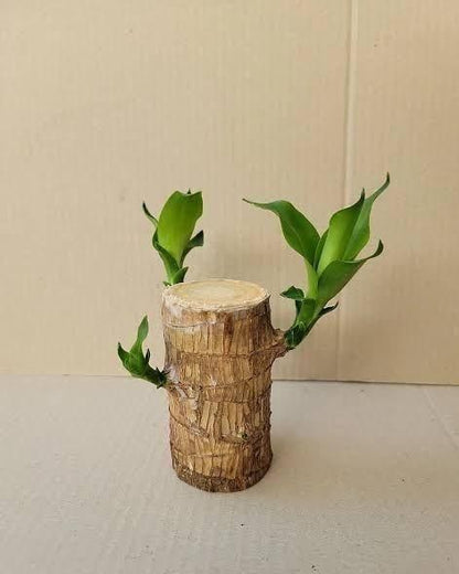Trendhubs BD Brazilian Lucky Wood, Mini Home Plant Decorations